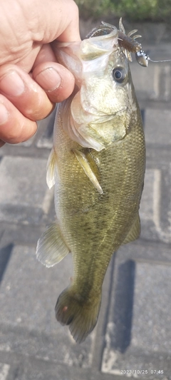 ブラックバスの釣果