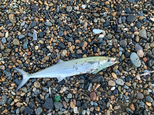 サゴシの釣果