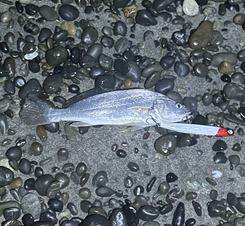 ニベの釣果