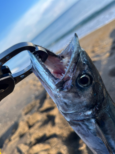 サゴシの釣果