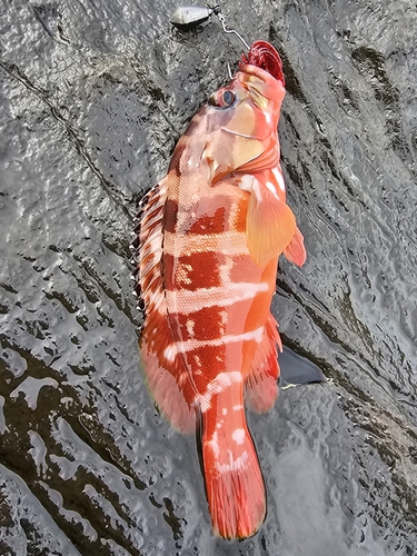 アカハタの釣果