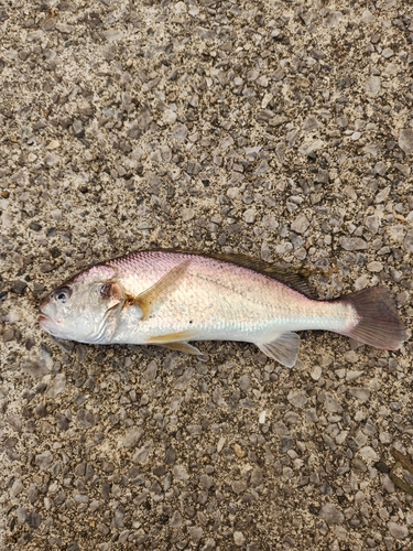 シログチの釣果