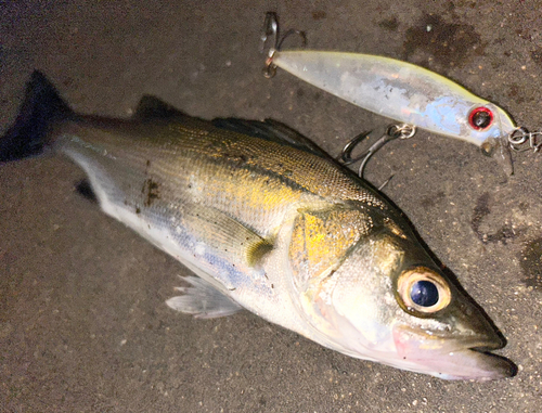 シーバスの釣果