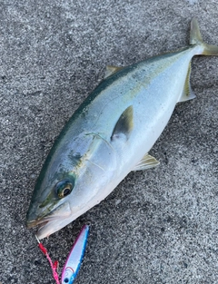 イナダの釣果