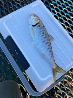 コノシロの釣果