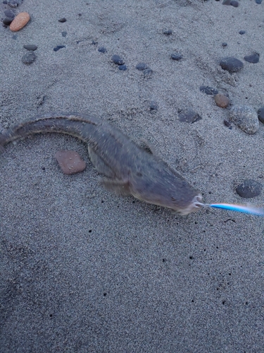 マゴチの釣果