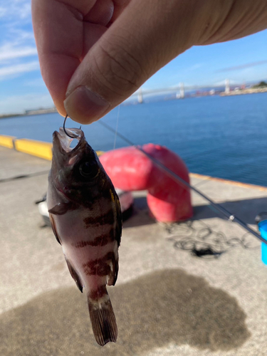 メバルの釣果