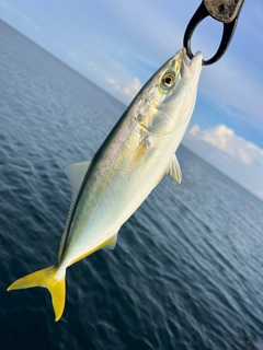 イナダの釣果