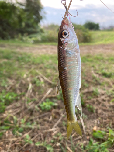 カワムツの釣果