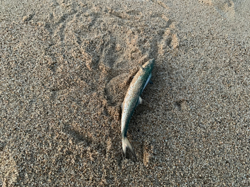 サゴシの釣果