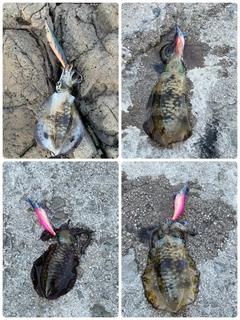 アオリイカの釣果