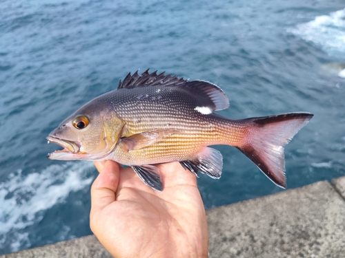 バラフエダイの釣果