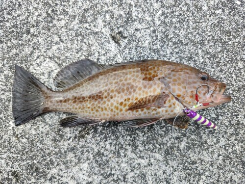 オオモンハタの釣果