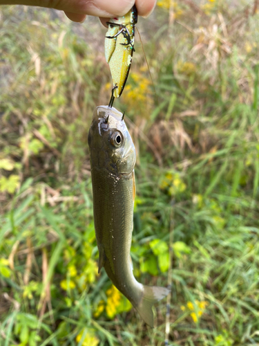 ウグイの釣果