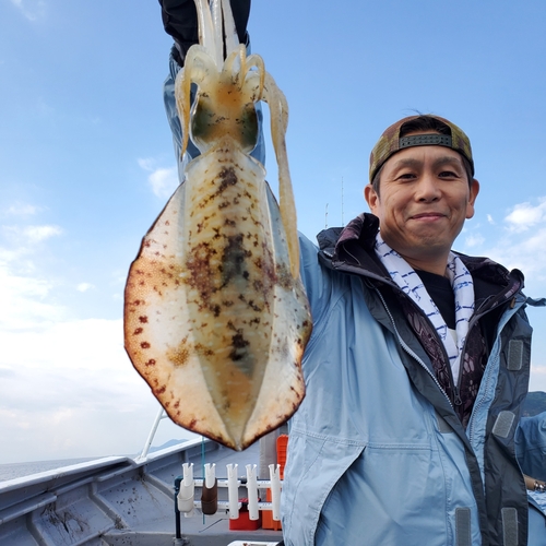 アオリイカの釣果