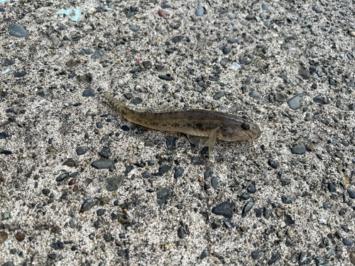 マハゼの釣果