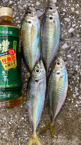 アジの釣果