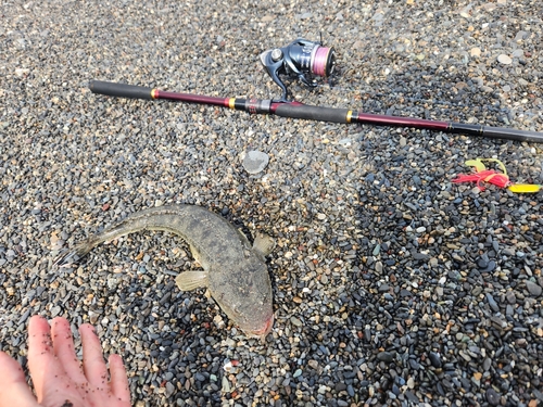 マゴチの釣果