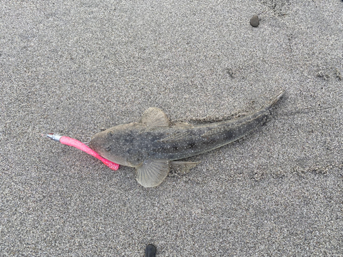 マゴチの釣果