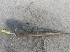 マゴチの釣果