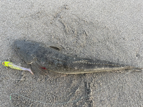 マゴチの釣果