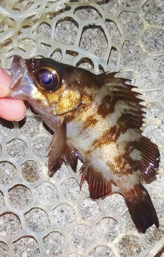 シロメバルの釣果