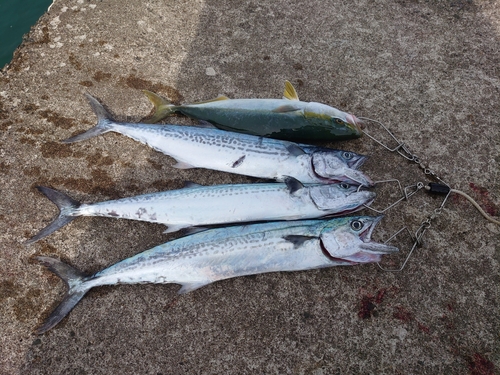 サゴシの釣果