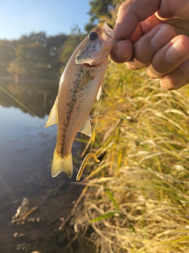 ラージマウスバスの釣果