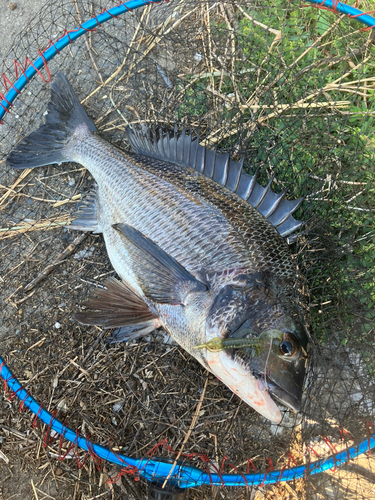 チヌの釣果