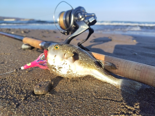 フグの釣果