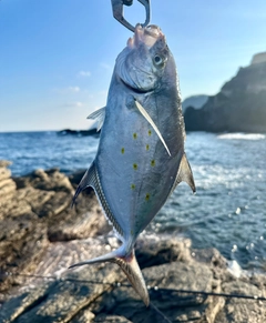 ナンヨウカイワリの釣果