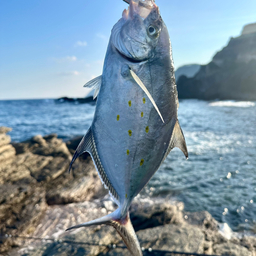 ナンヨウカイワリ