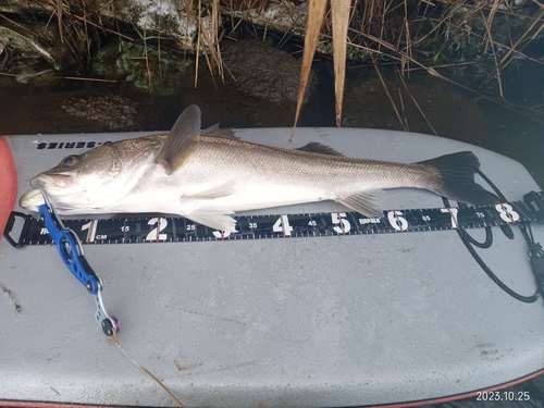 シーバスの釣果