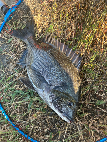 チヌの釣果