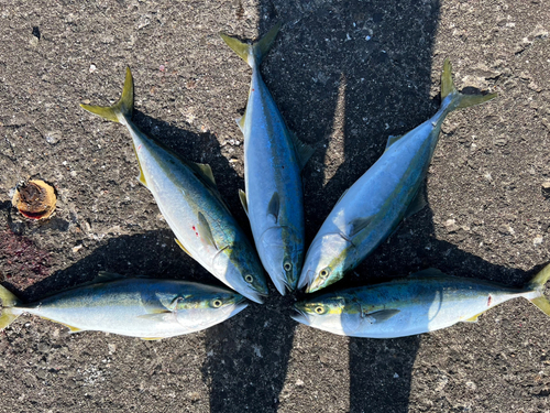 イナダの釣果