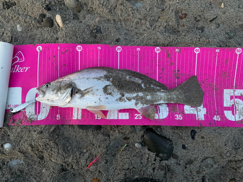 ニベの釣果