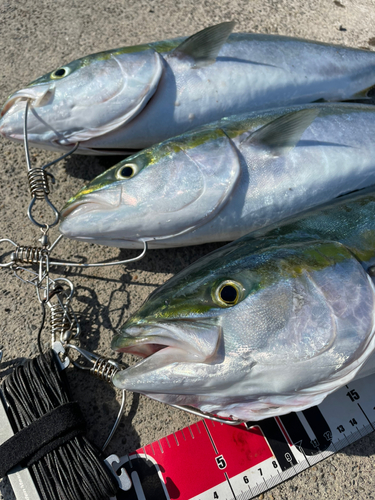 イナダの釣果