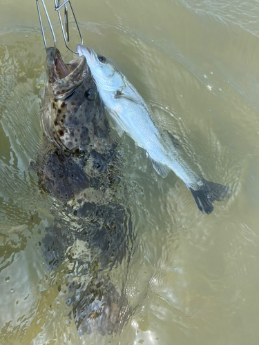 チャイロマルハタの釣果