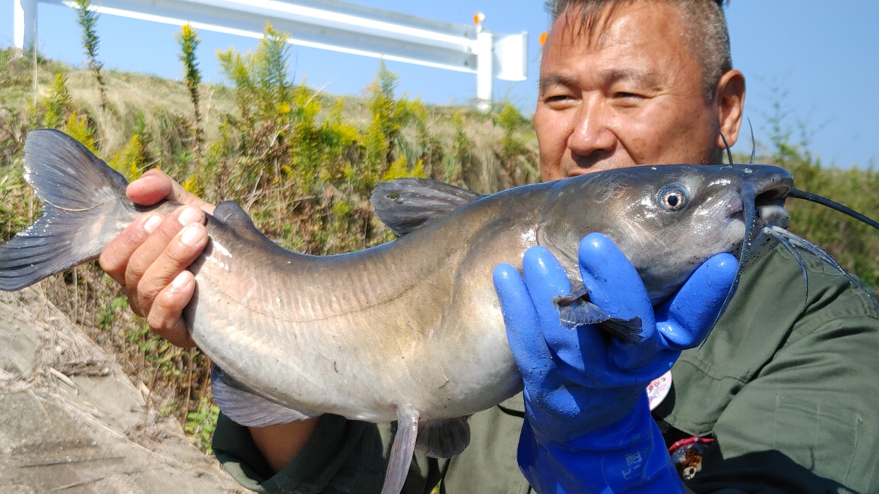 アメリカナマズ