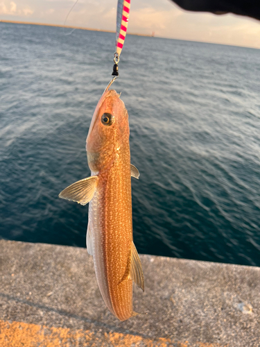 エソの釣果