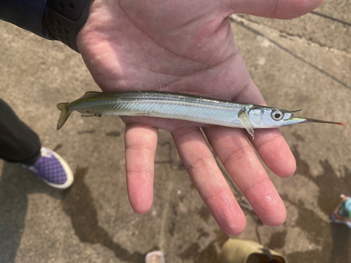 サヨリの釣果