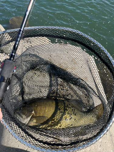 スモールマウスバスの釣果