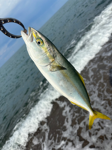 ワカシの釣果