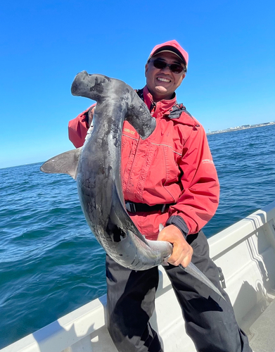 ハンマーヘッドシャークの釣果