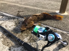 アイナメの釣果