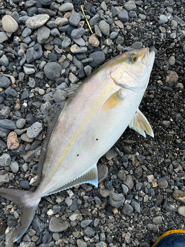 ショゴの釣果