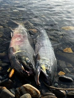 サケの釣果