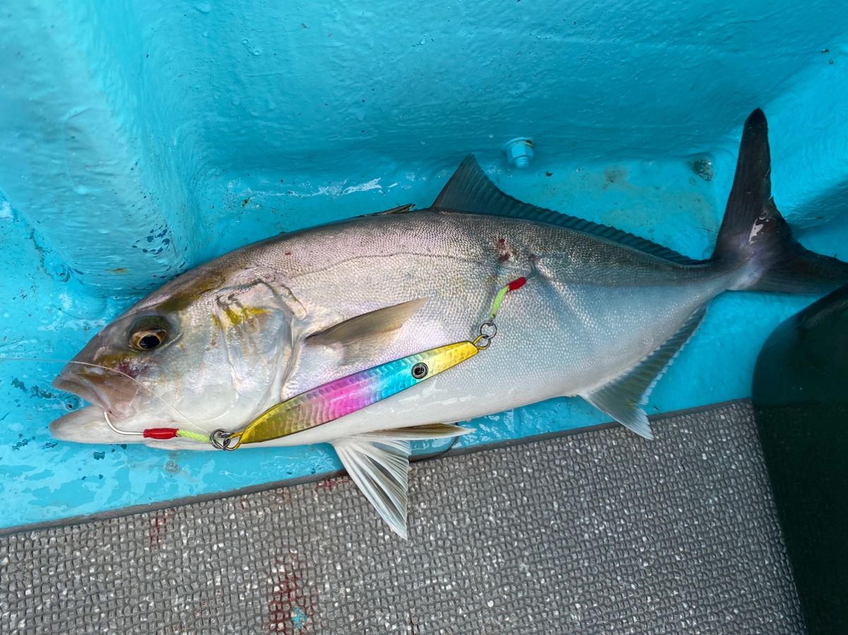 よっしー🎣さんの釣果 1枚目の画像