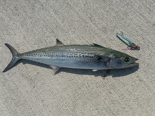 サゴシの釣果