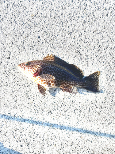 オオモンハタの釣果